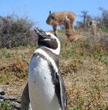 Paquete excursiones: Península Valdés + Punta Tombo
