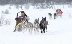 Paseo en Trineo de Perros en Caviahue