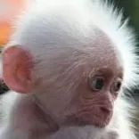 otro día mas cargando MEILI