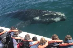 Avistaje Embarcado Tradicional de Ballenas 