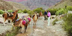 Caravana de Llamas: Un Viaje Cultural y Natural