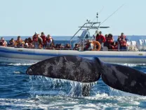 Excursión Península Valdés con Avistaje de Ballenas