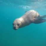Snorkelling con lobos marinos en Puerto Pirámides 