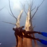 Buceo en Bosque Sumergido de Villa Traful
