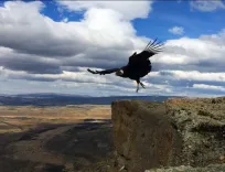 Trekking Cerro Benítez: Vistas y Cóndores