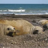 Excursión a Pinguinera Punta Tombo e Isla Escondida 