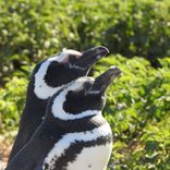 Excursión a la Pinguinera de Punta Tombo 