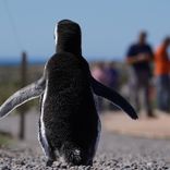 Excursión a Pinguinera Punta Tombo y Gaiman