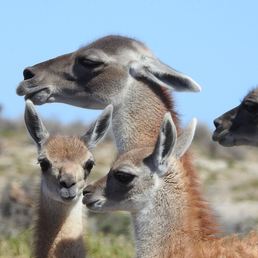 Paisaje de montaña 6