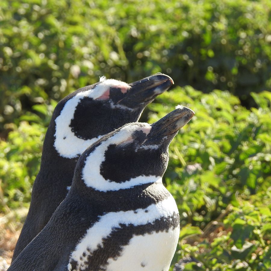 Paisaje de montaña 3